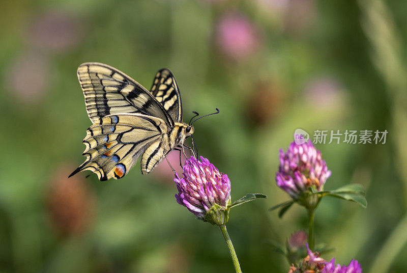 Papilio machaon，旧大陆的燕尾